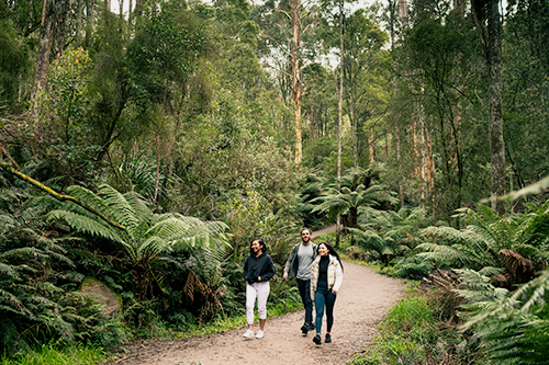 Dandenong Ranges National Park